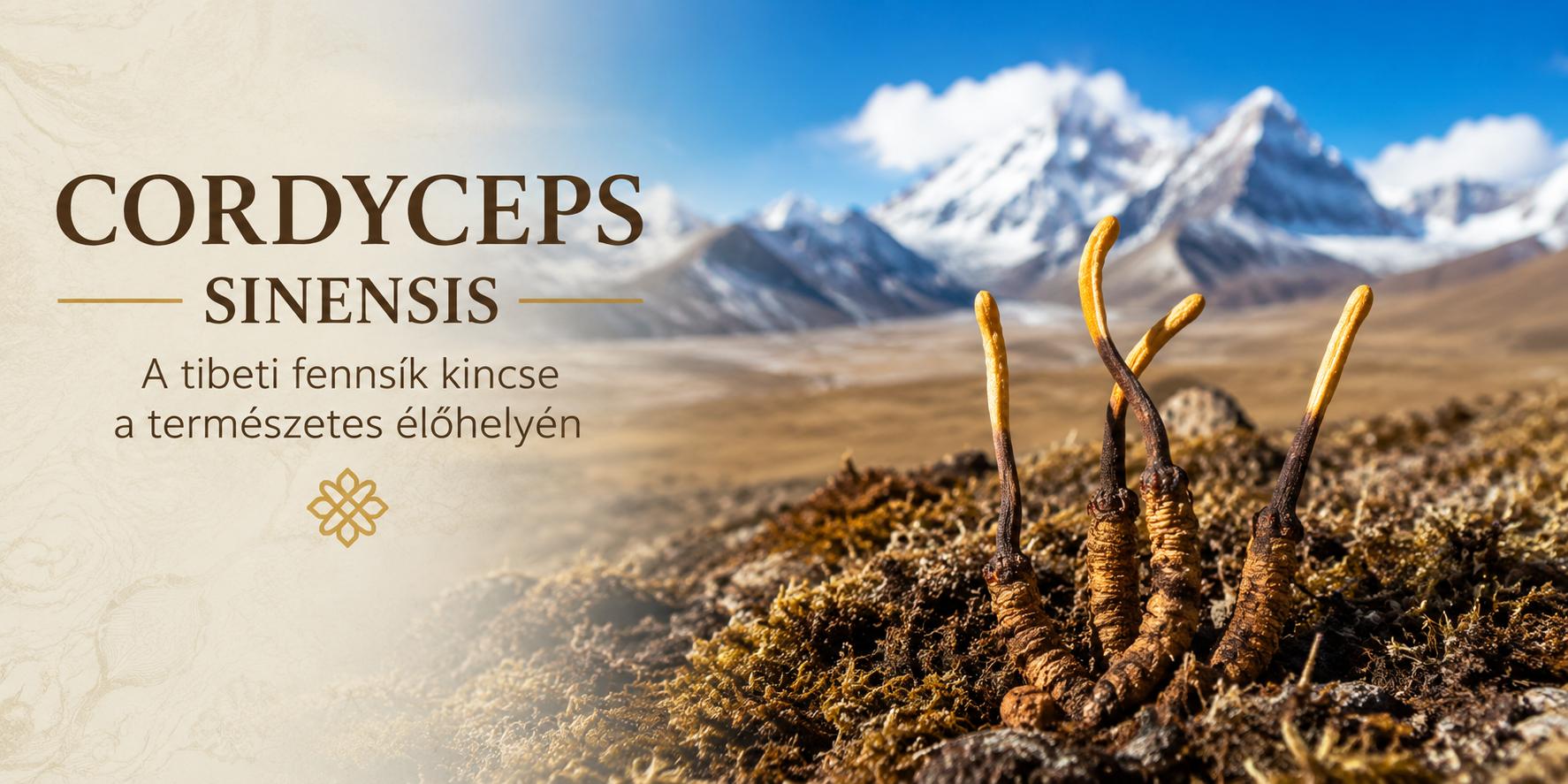 Cordyceps sinensis a tibeti fennsík természetes élőhelyén